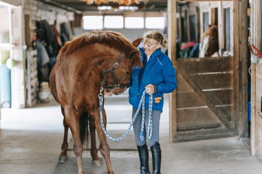 Ultimate Guide to Halter Training: Unleashing the Best in Your Horse