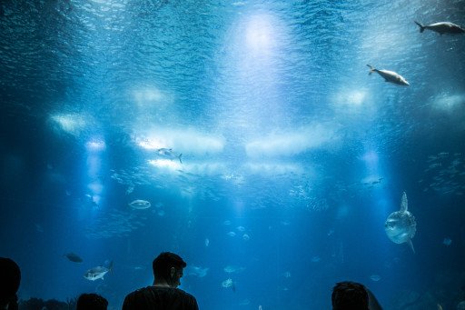 Aquarium Lighting Guide