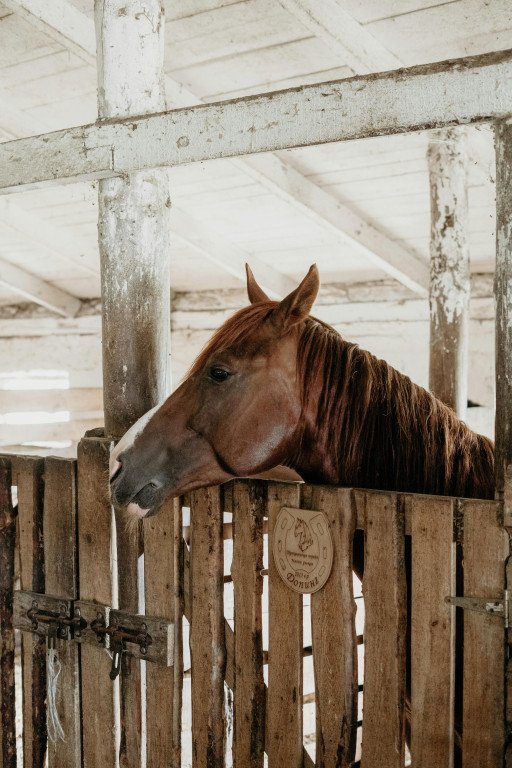 Comprehensive Guide to Effective Horse Wound Care