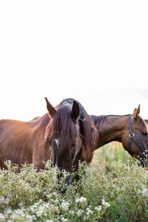 The Ultimate Guide to Equine Chiropractic Services Near You