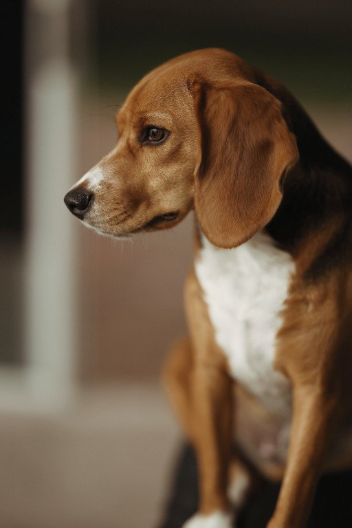 Mastering the Art of Hound Dog Photography