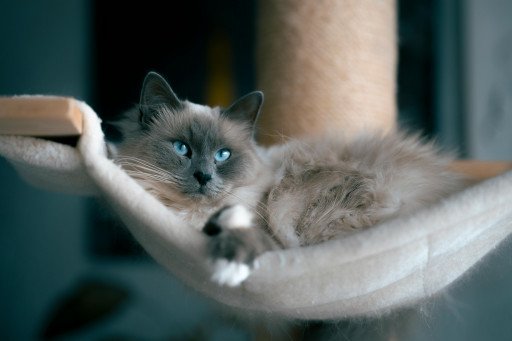 Seal Point Ragdoll Cat in its pristine beauty