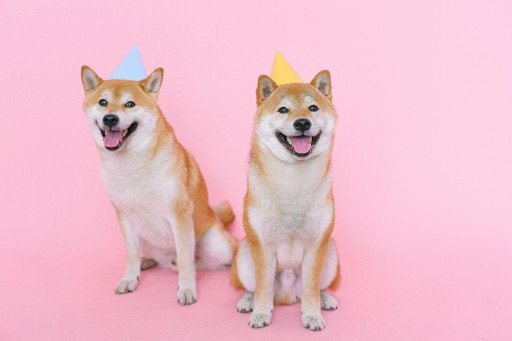 The Comprehensive Guide to the Shiba Inu: Japan's Charismatic Canine Companion