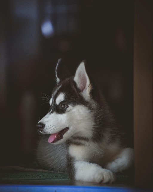 The Comprehensive Guide to Different Husky Breeds