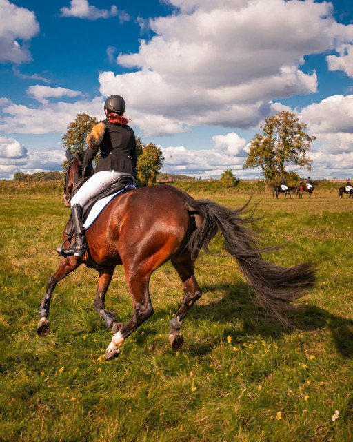 German Dressage Horses for Sale: An Elite Selection for the Discerning Equestrian