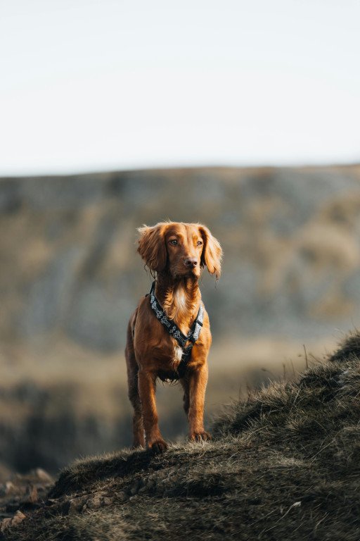 The Ultimate Guide to Choosing the Best Hypoallergenic Hunting Dog